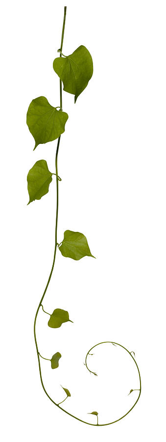 Creeping plant isolated on white, clipping path included. #1 Photograph by Enviromantic
