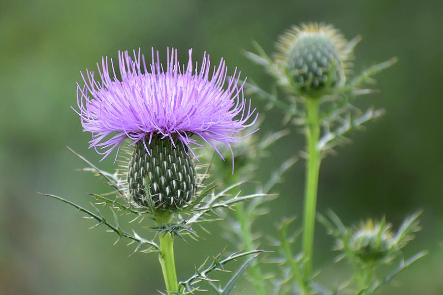 Creeping Thistle Photograph by Causetta Smith - Fine Art America