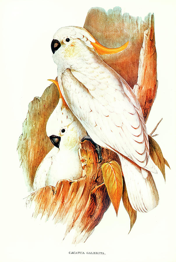 Parakeet Drawing - Crested Cockatoo #1 by Elizabeth Gould
