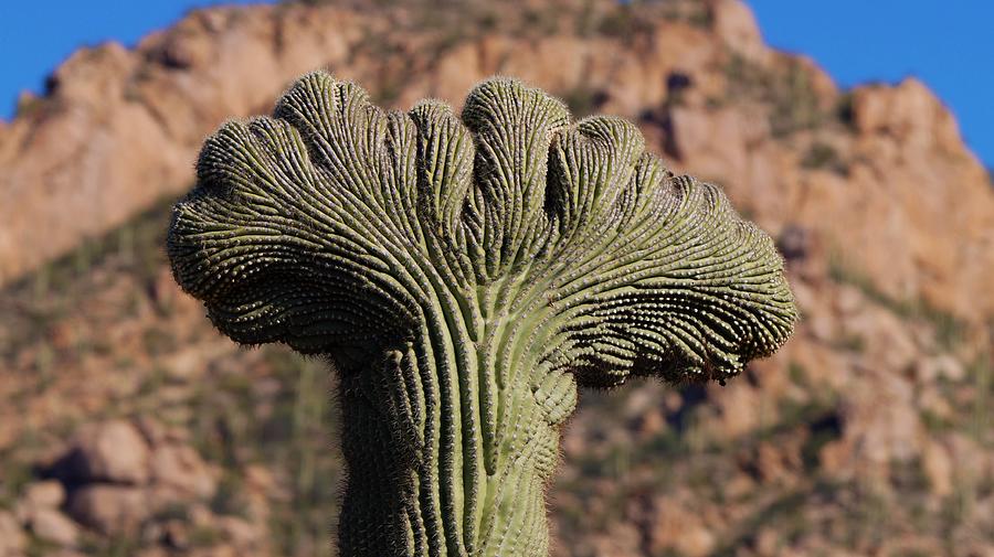 Crested Saguaro Photograph by Dennis Boyd - Fine Art America