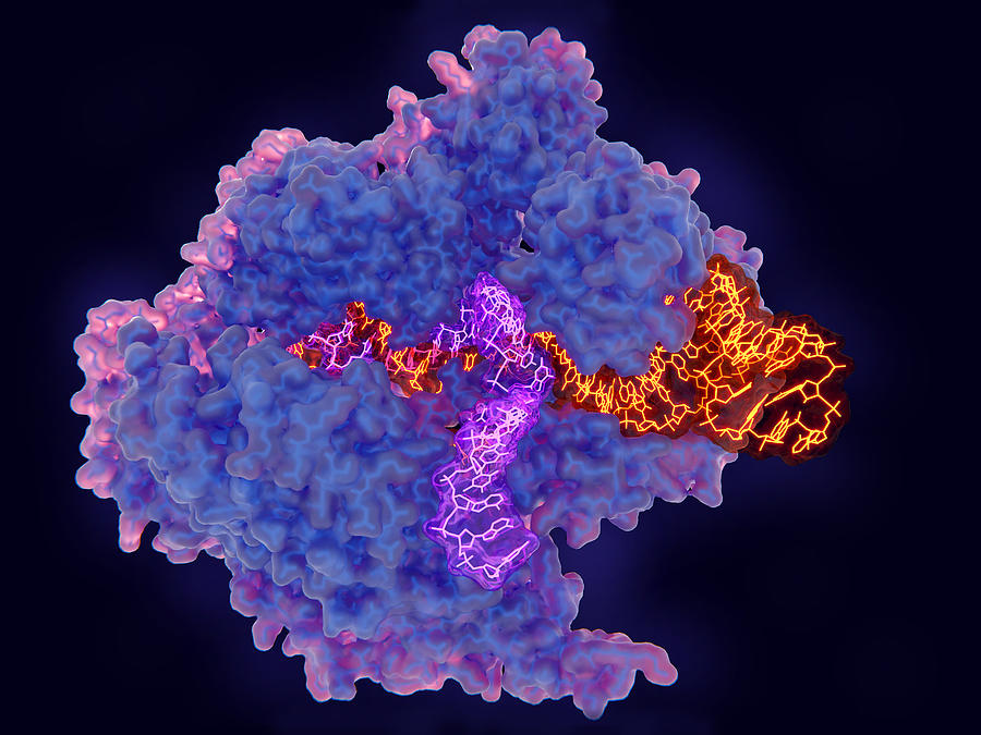 CRISPR-Cas9 gene editing complex, illustration #1 Photograph by Juan Gaertner/science Photo Library