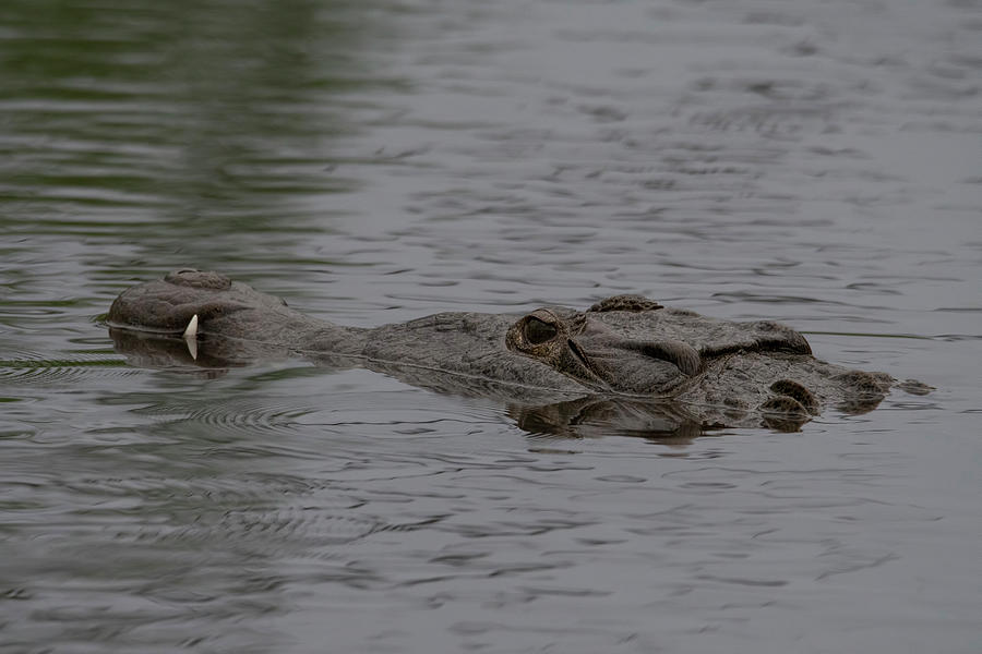 Crocodile in Rain Photograph by Carolyn Hutchins