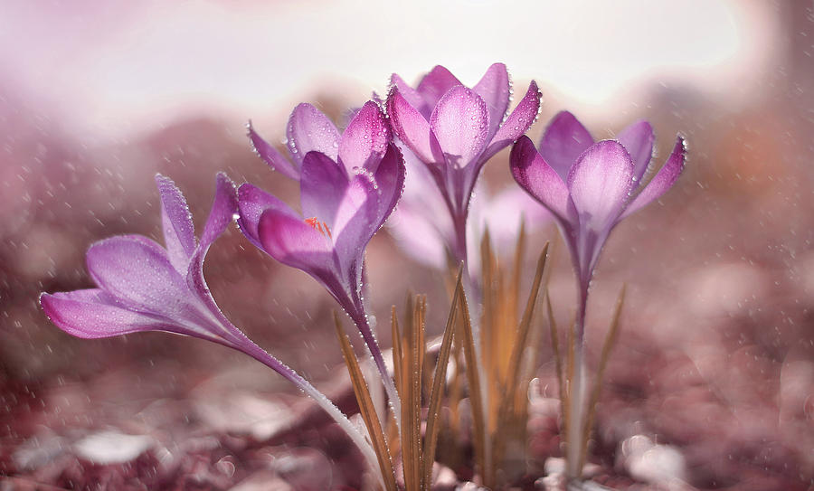 Crocuses Flowers Photograph