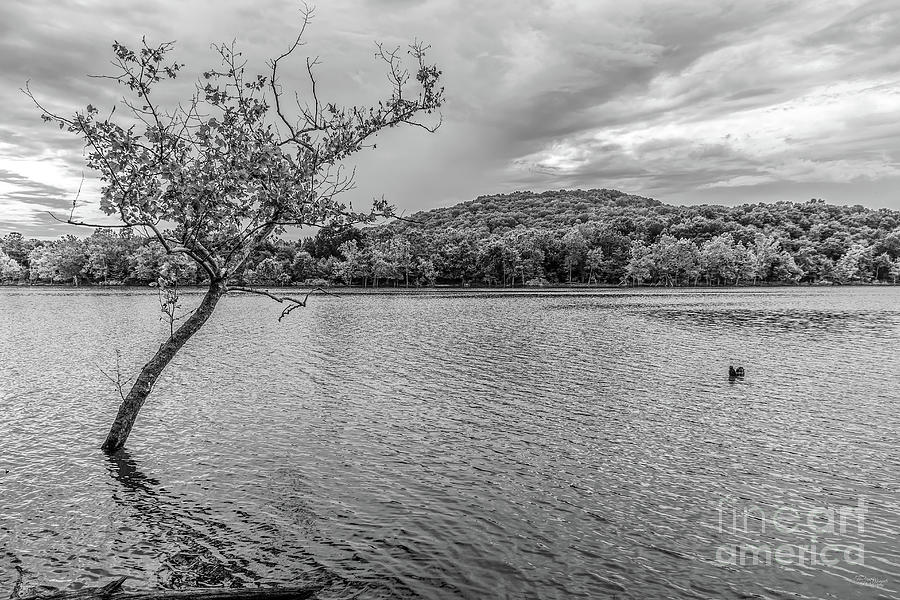 Crooked Tree At Table Rock Lake Grayscale Photograph by Jennifer White