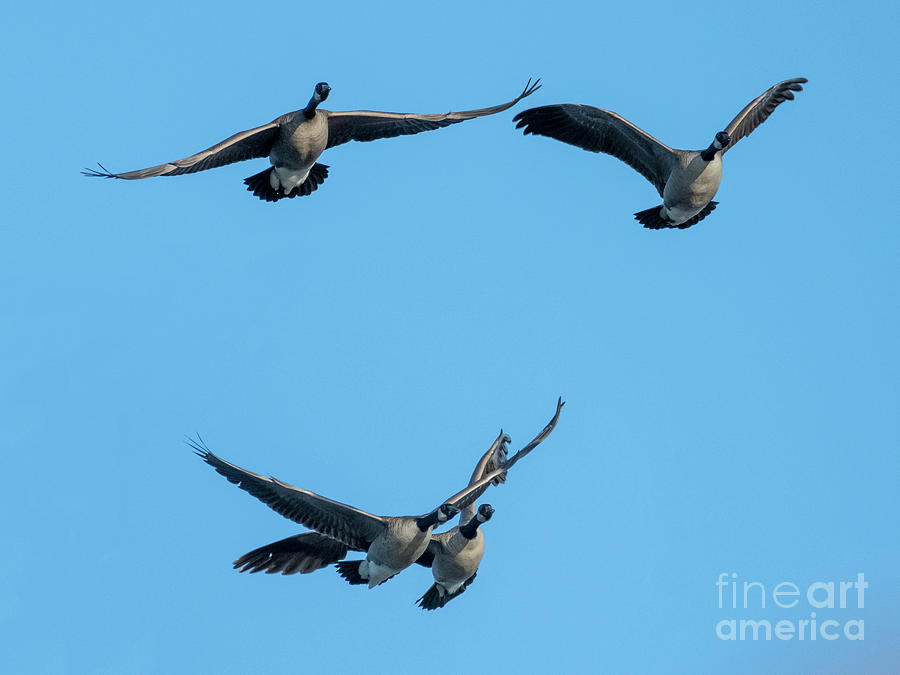 Geese Photograph - Crossing Paths #1 by Michael Dawson