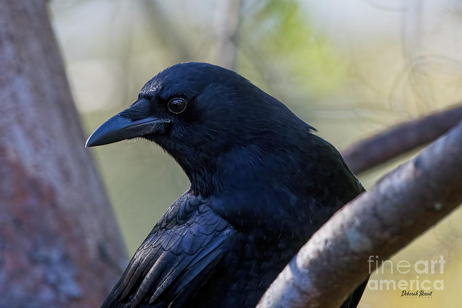 Crow Pose Backyard Photograph by Deborah Benoit