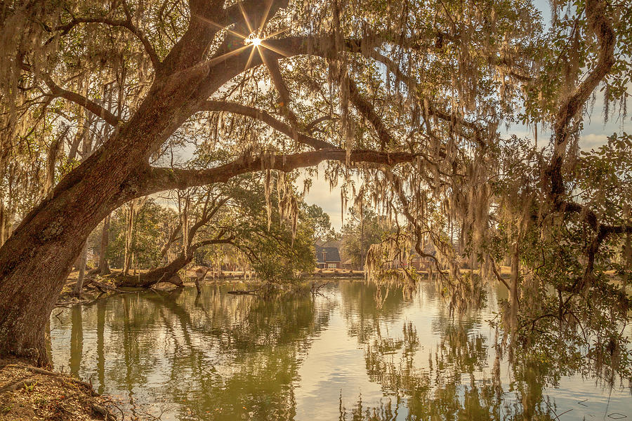 Crowfield Plantation 10 Photograph by Cindy Robinson