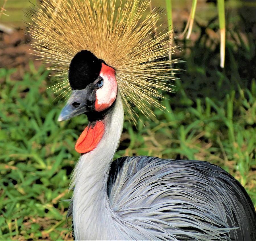 Crown bird Photograph by Vijay Sharon Govender - Fine Art America