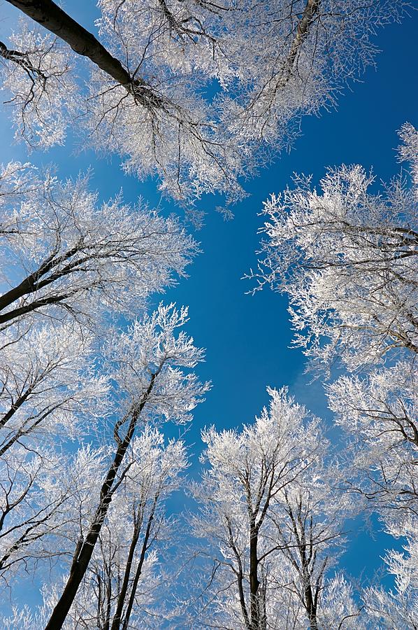 Crown of trees Photograph by Tom Pavlasek | Fine Art America