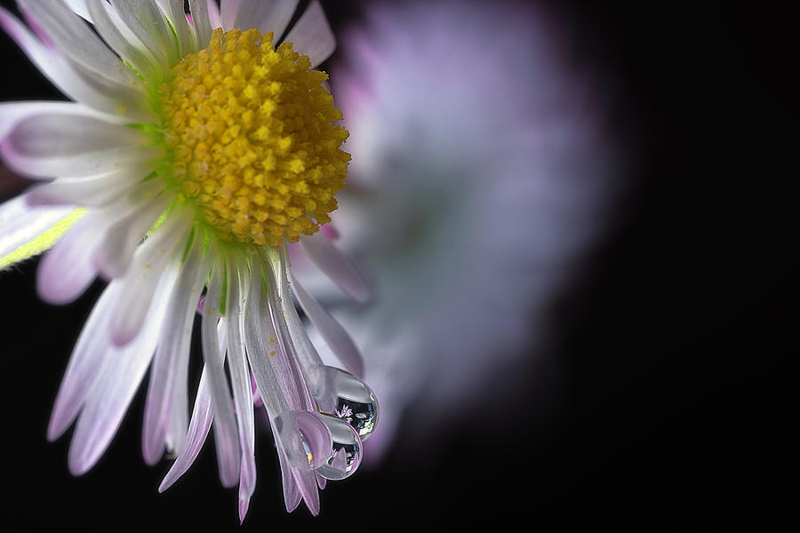 Crying Daisy #1 Photograph by Wolfgang Stocker