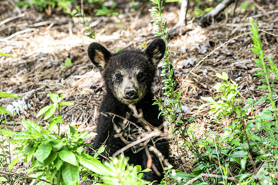 Cub Bear Photograph - Cub Bear #1 by John Ball