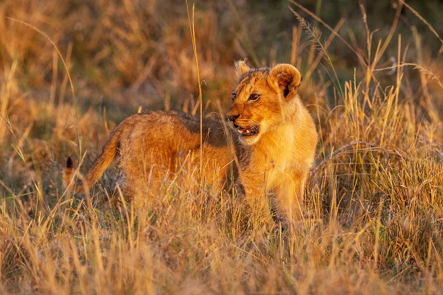 Cub Lion Photograph by Yoshiki Nakamura