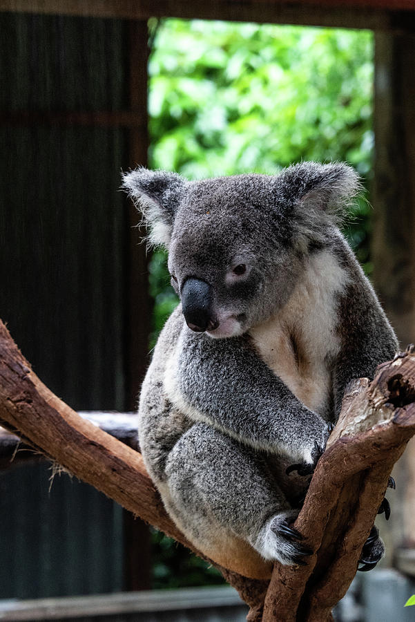 Marada via Flickr  Koala bear, Koala, Cuddly animals
