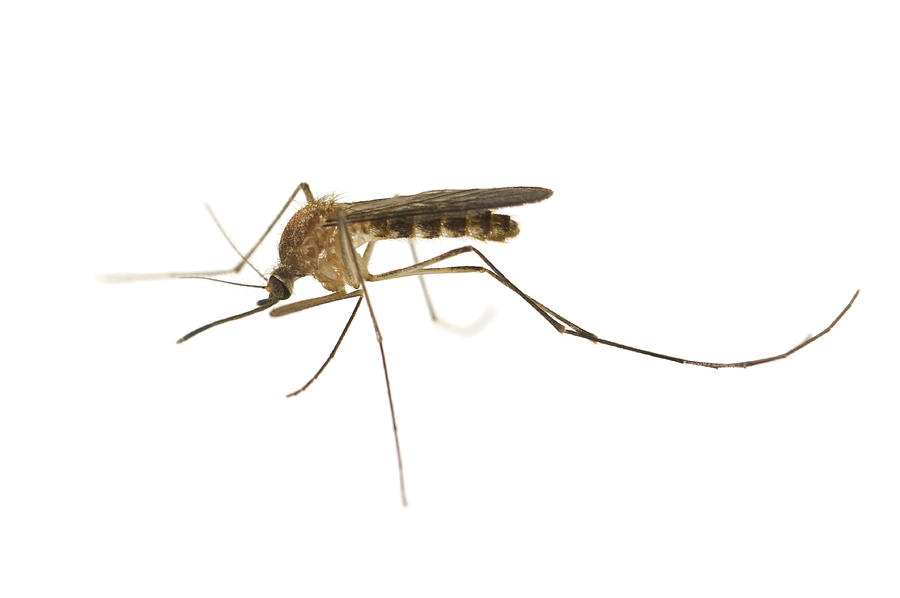 Culex Mosquito #1 Photograph by Doug4537
