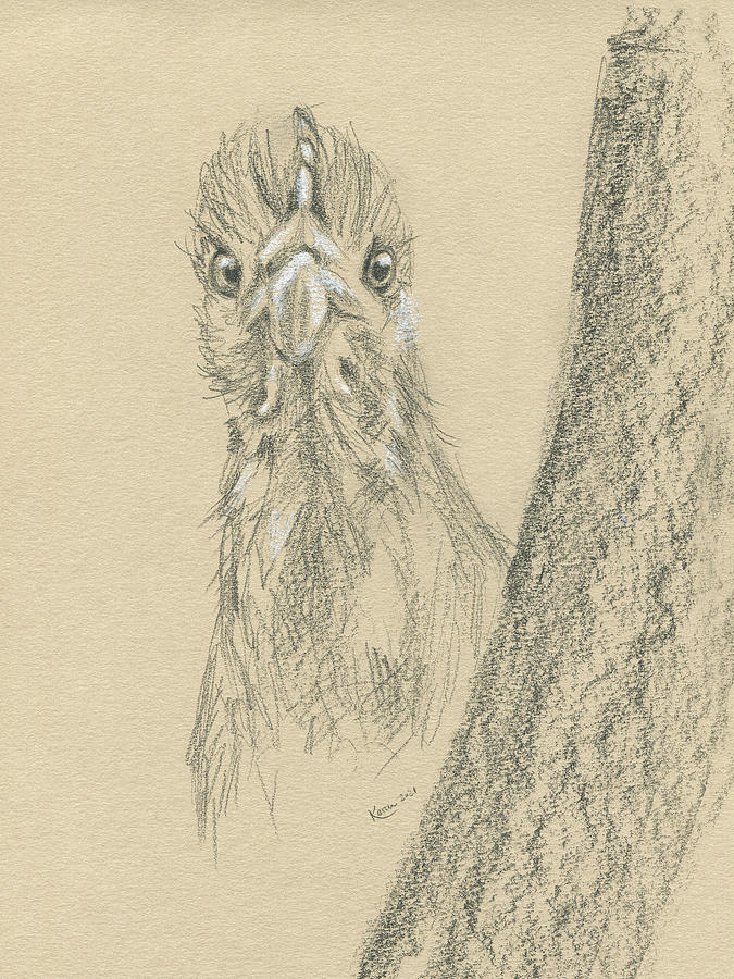 Curious chicken sketch 1 #2 Drawing by Karen Kaspar