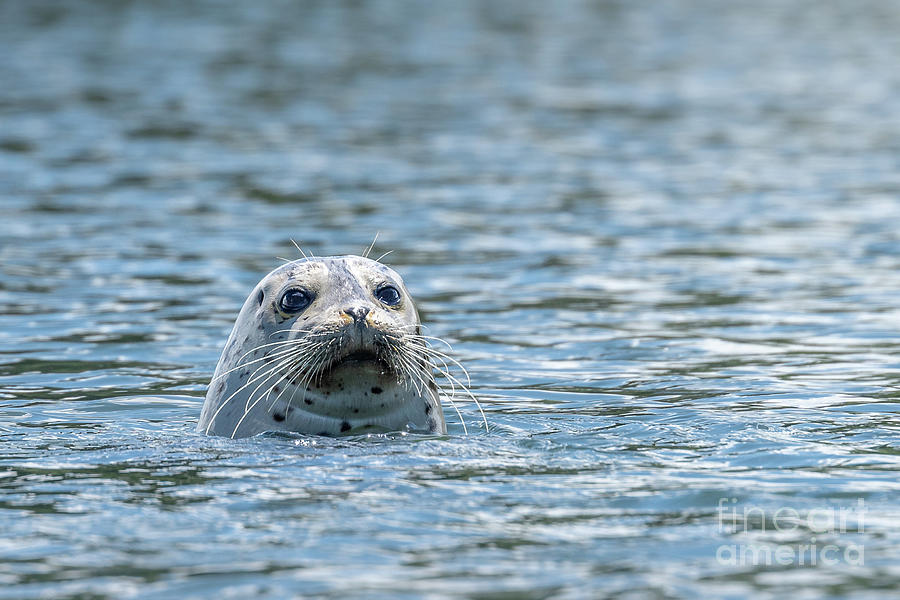Curious Harbor Seal #1 Photograph by Nancy Gleason
