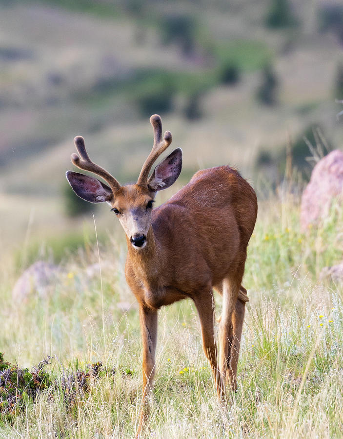 Curious Mule Deer Buck Photograph