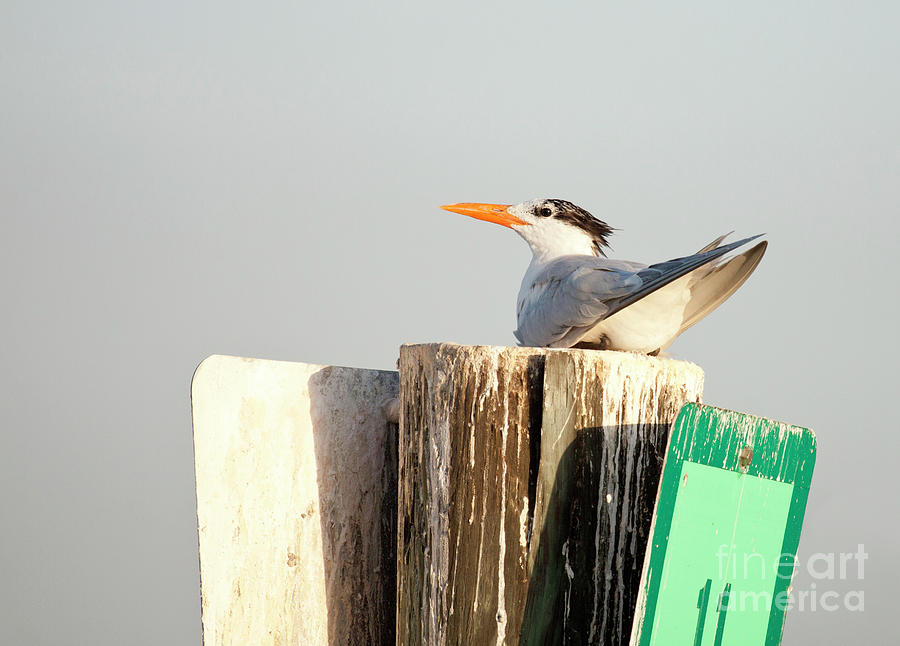 Curious Royal Tern Photograph by Jayne Carney