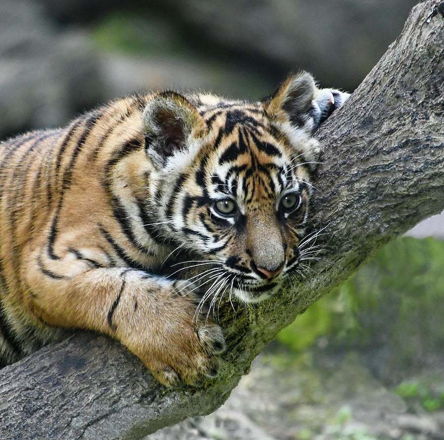 Curious Sumatran Tiger Cub #1 Photograph by Richard Bryce and Family