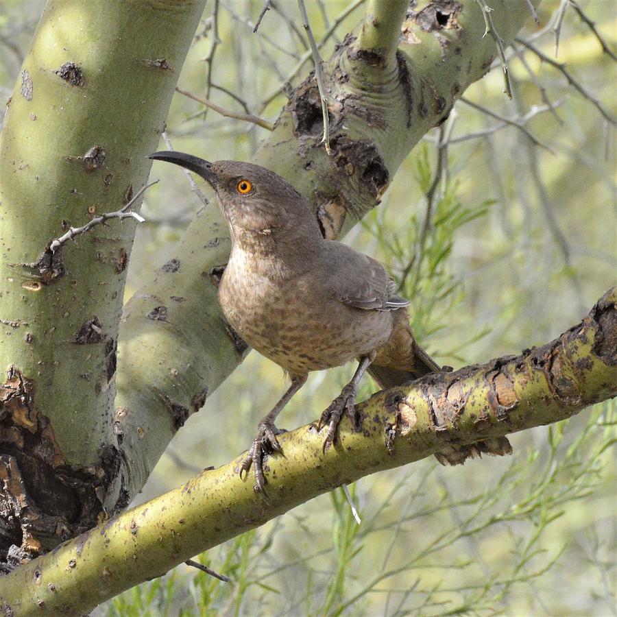 Curve-billed Thrasher #1 Photograph by Marilyn Smith