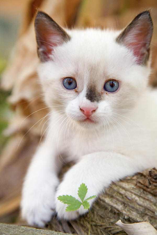 Cute 2 month old white kitten  Photograph by Ian Middleton
