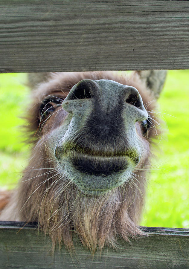 Cute Burro Looking Through A Fence-hamilton County Indiana Photograph 