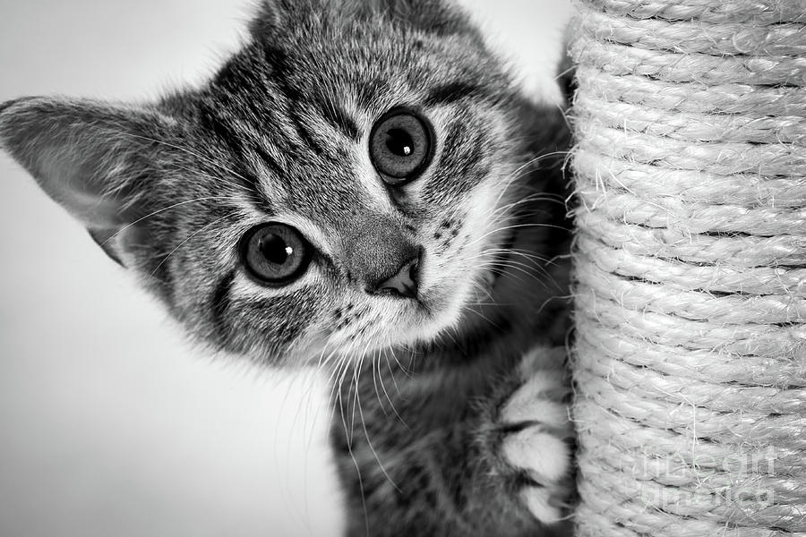 Cute kitten #2 Photograph by Seeables Visual Arts