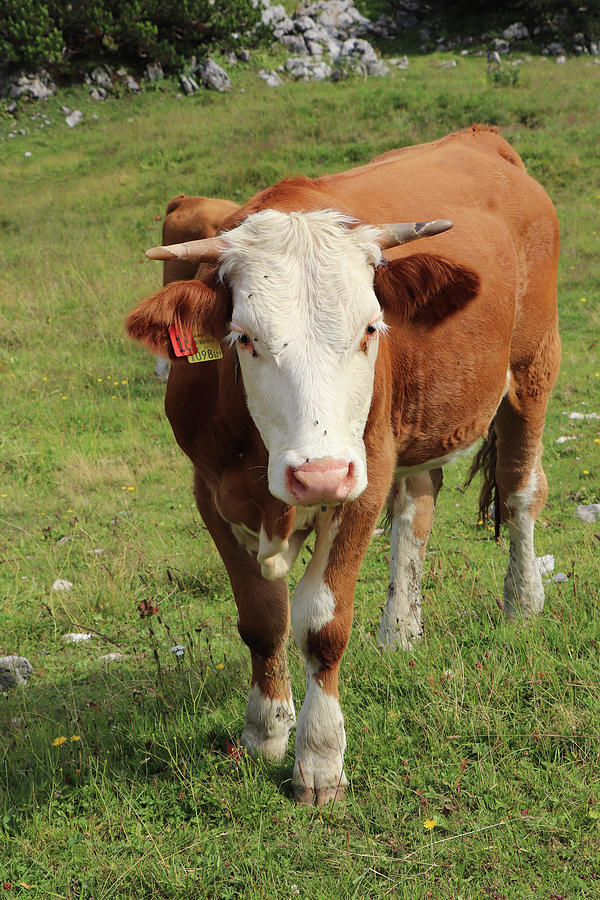 Cute Pinzgauer cattle cow grazes on alpine meadows near Salzburg ...