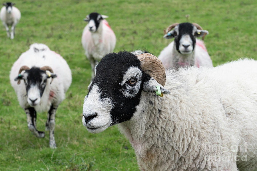 Cute Sheep Discovered While Hiking Above Lake Windermere Lake District Cumbria England #1 Photograph by Wayne Moran