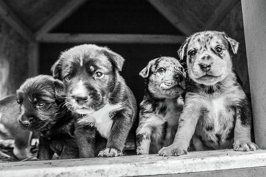 Cutest Terrier Lab Husky Mix Puppies Playing In Dog House Photograph by ...
