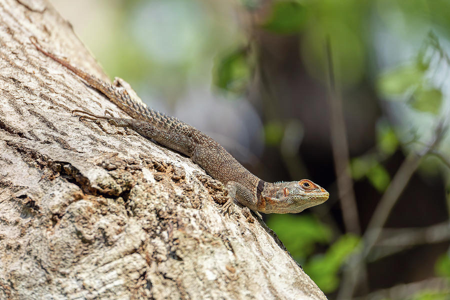 Cuvier's Madagascar Swift Oplurus cuvieri, Tsingy de Bemaraha ...