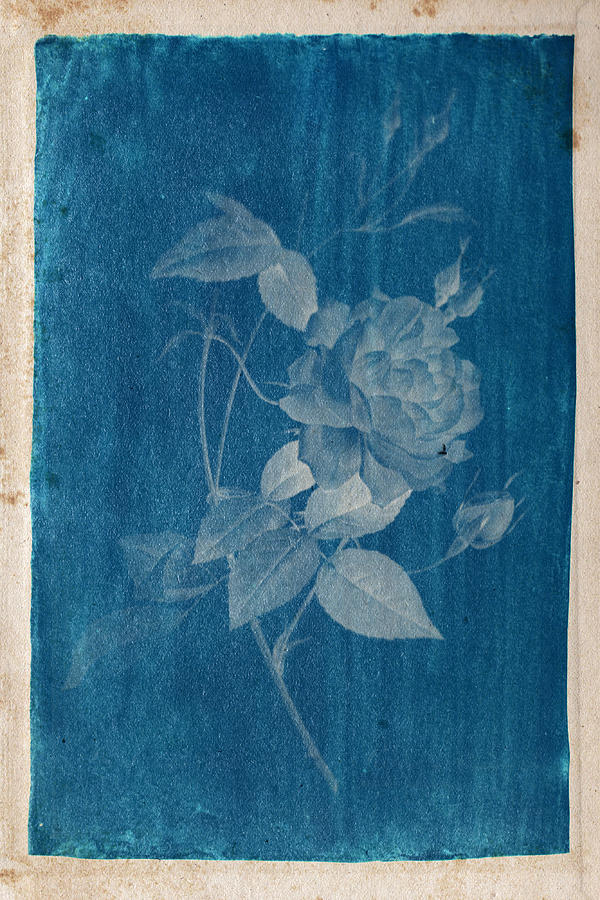 Cyanotype Photo of a plant - Dreaded, Pierre Joseph THE ROSES BY PJ REDOUTE, PAINTER OF FLOWERS, #1 Photograph by Celestial Images