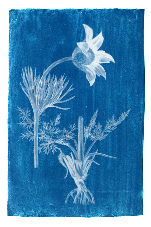 Cyanotype Photo of a plant - medical botany - 2 #1 Photograph by Celestial Images