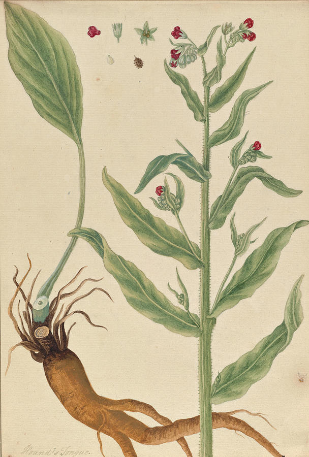 Cynoglossum officinale Painting by Elizabeth Blackwell - Fine Art America