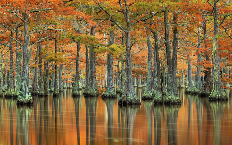 Cypress Reverie Photograph by Ekaterina Romanova - Fine Art America