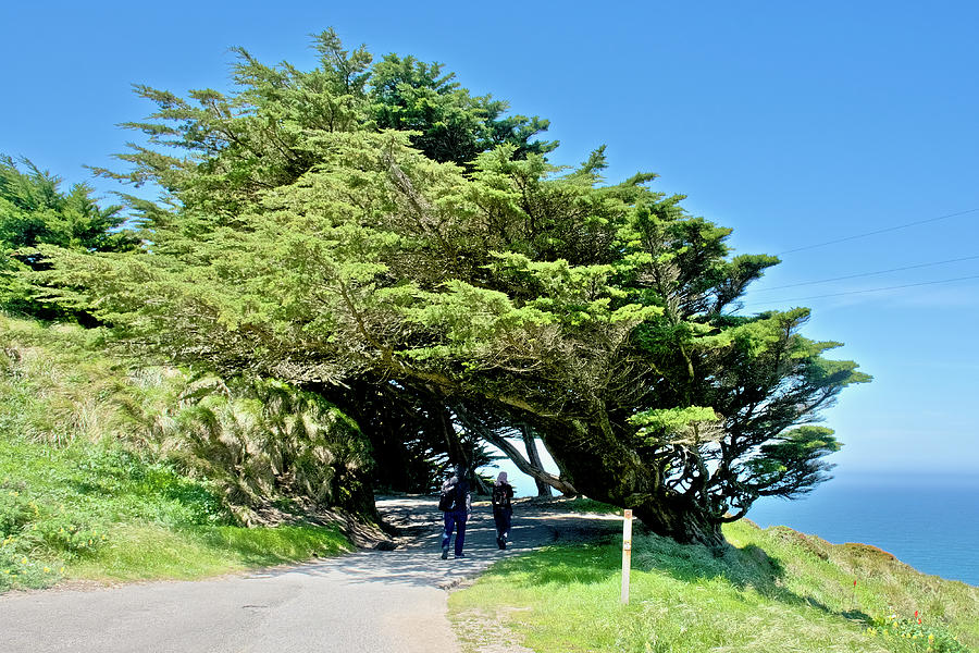 Cypress Trees at Point Reyes National Seashore, California. #2 Photograph by Ruth Hager
