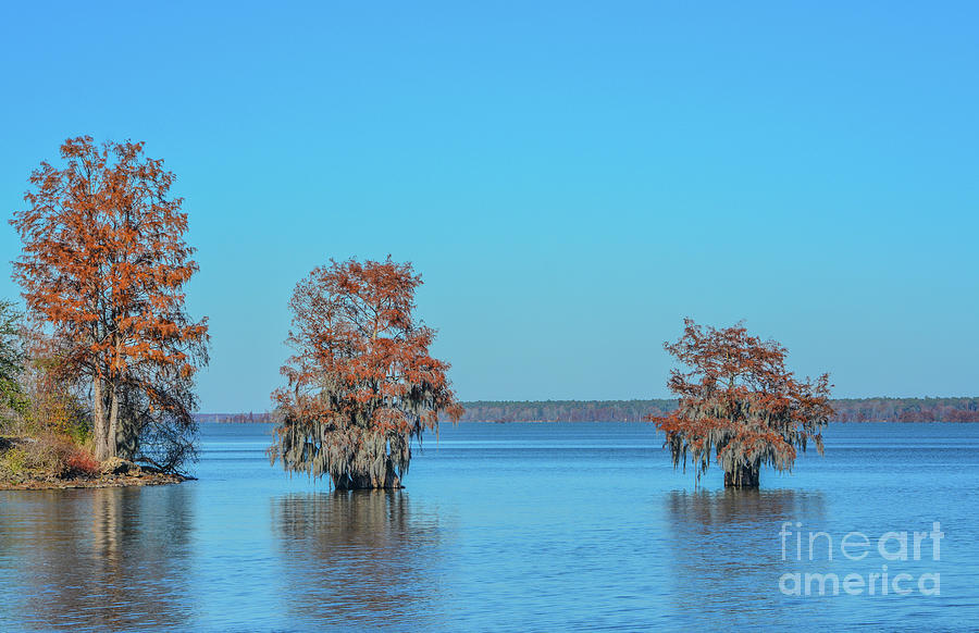 Cypress Trees With Spanish Moss Growing On Them. In Lake Marion At Santee State Park, Santee, Orange Photograph