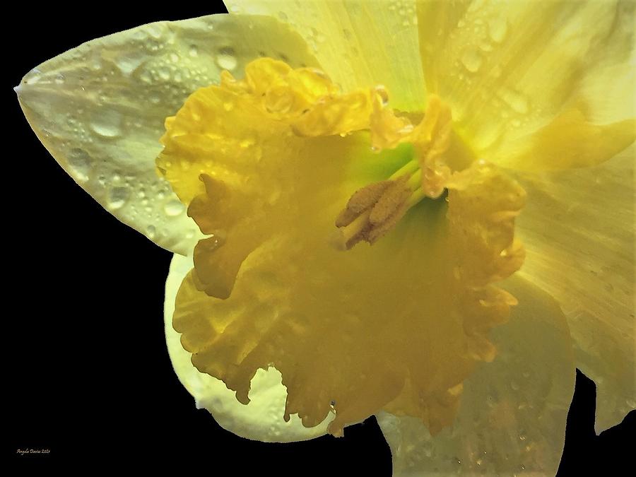 Daffodil  Dawn #2 Photograph by Angela Davies