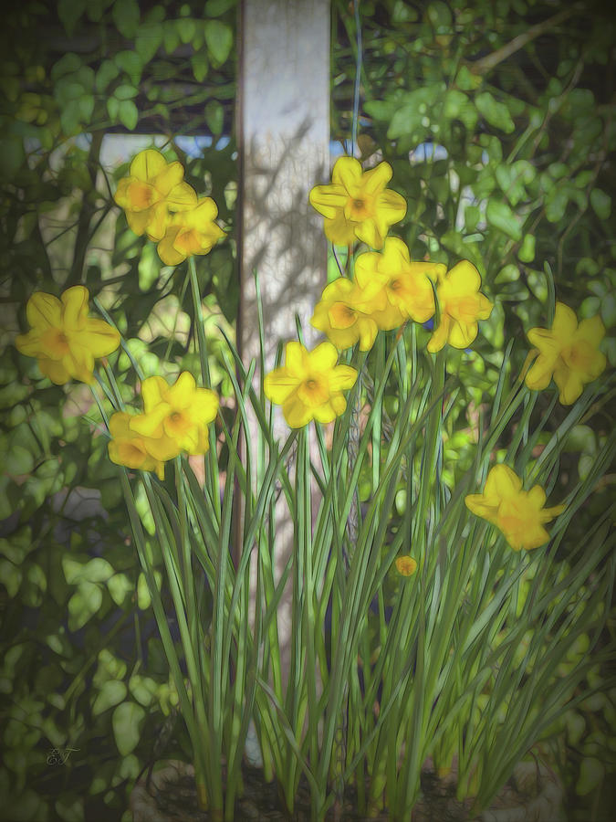 Daffodil Glow #1 Photograph by Elaine Teague