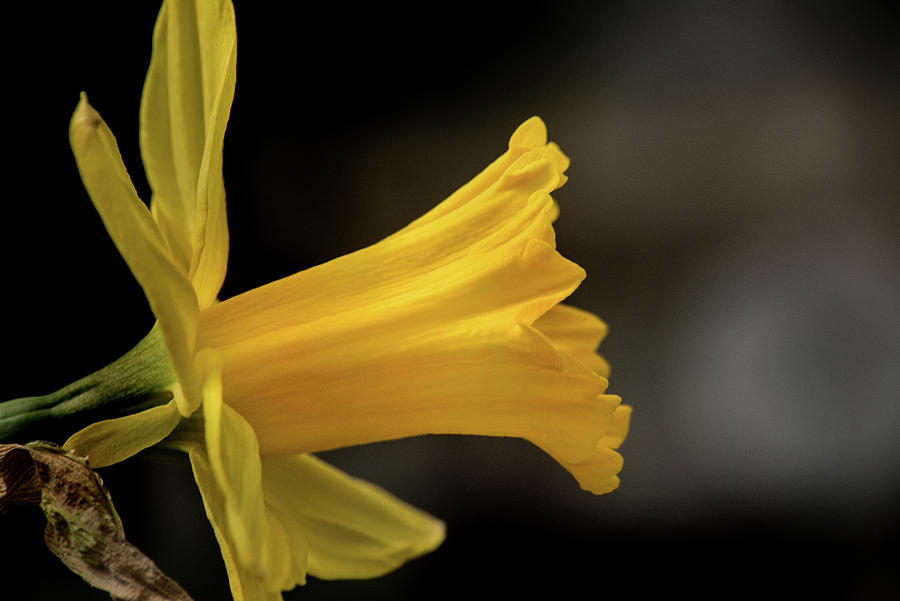 Don Johnson Photograph - Daffodil Profile #2 by Don Johnson