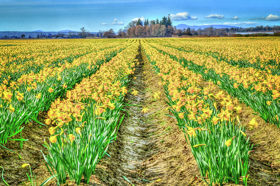Daffodils Forever Photograph by Spencer McDonald