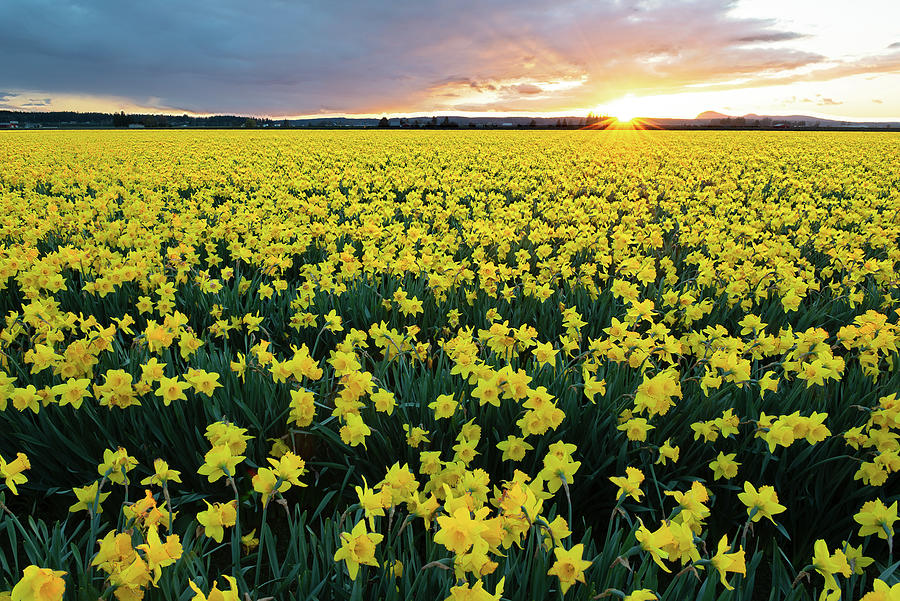 Daffodils at Skagit Valley #1 Digital Art by Michael Lee
