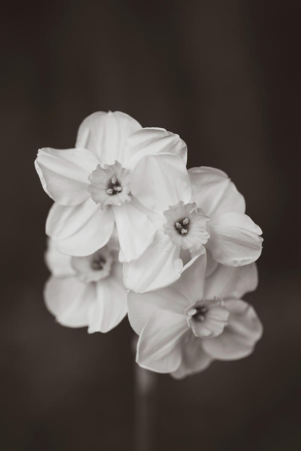 Daffodils in Monochrome #1 Photograph by Rachel Morrison