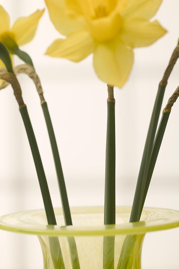 Daffodils in vase #1 Photograph by Comstock Images