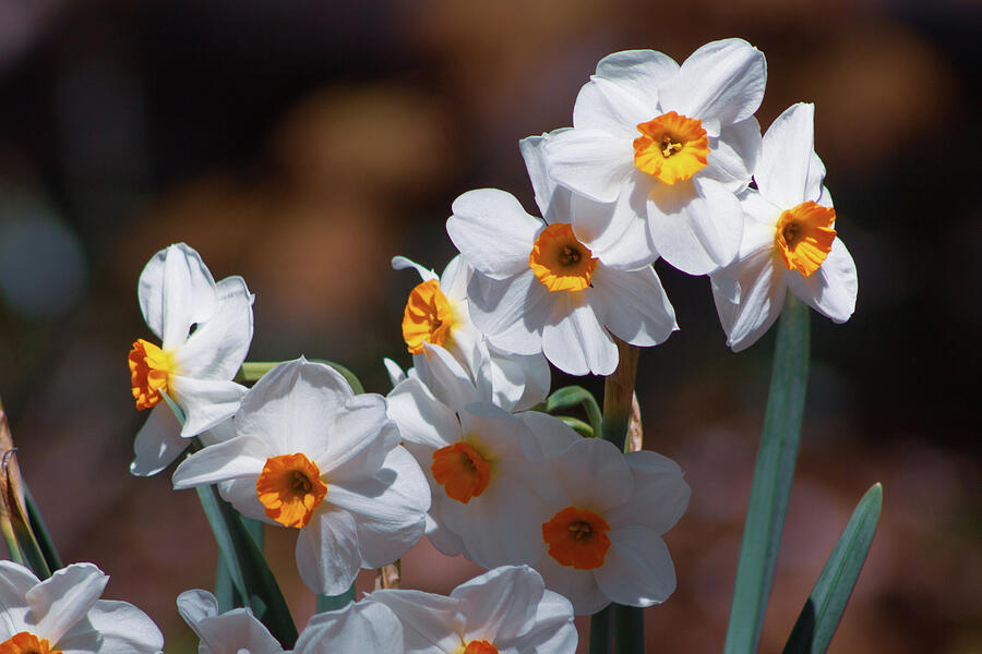 Daffodils #1 Photograph by Lynne Jenkins