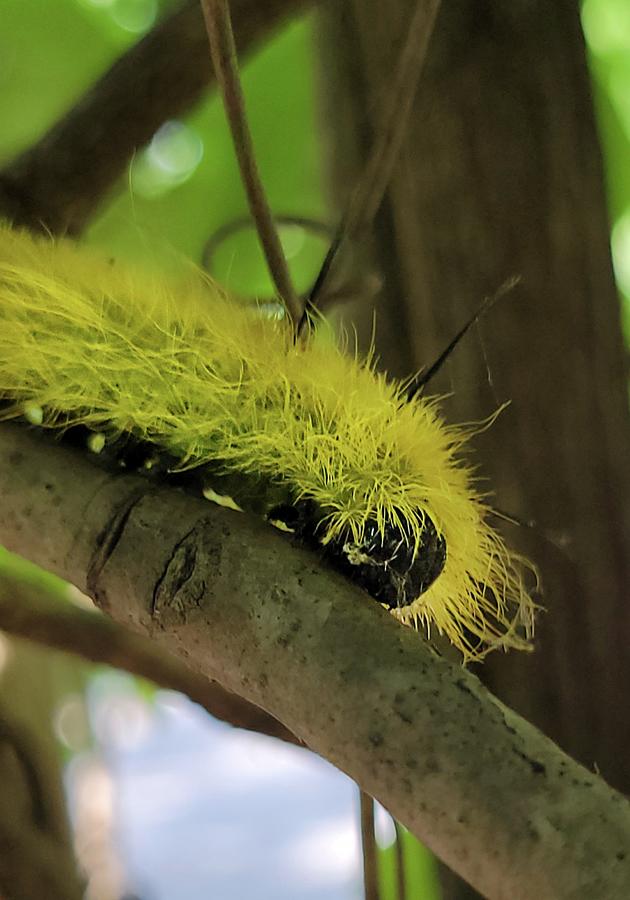 Dagger Moth Caterpillar  #1 Photograph by Ally White