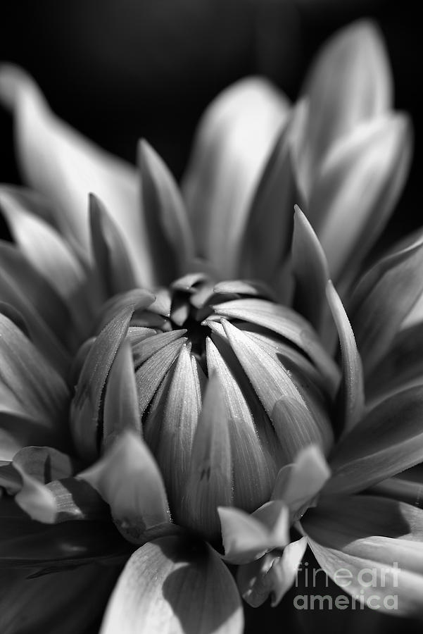 Dahlia Flower  #1 Photograph by Joy Watson