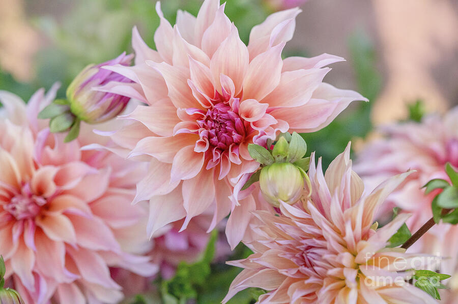 Dahlia Labyrinth 1 #1 Photograph by Jenny Rainbow