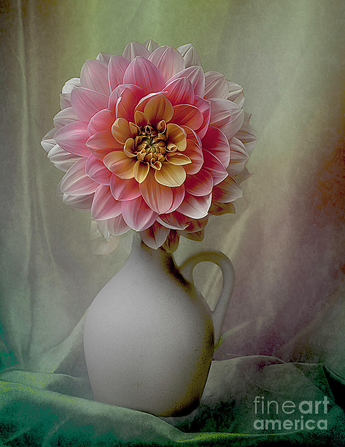 Dahlia My Forever #1 Photograph by Ann Jacobson