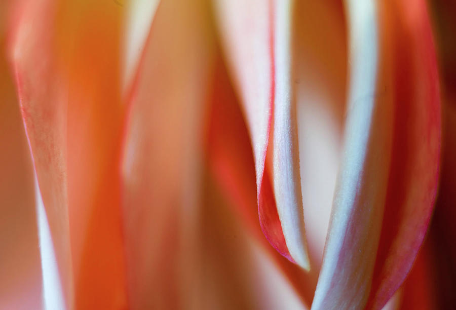Dahlia Petals Photograph by Edward Shotwell Dahlia Petals Photograph by Edward Shotwell